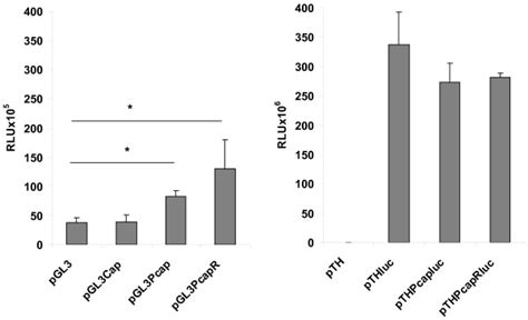 Luciferase expression in HEK293 cells. HEK293 cells were transfected ...
