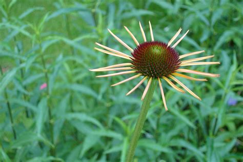 Bildet Natur Gress Blomstre Anlegg Felt Eng Pr Rie Blomst