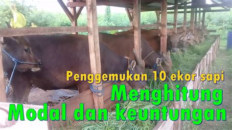 Analisa Modal Usaha Penggemukan 10 Ekor Sapi Bali Pejantan YouTube