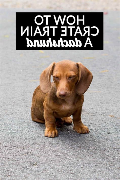 Dachshund Puppy Training Tips | PETSIDI