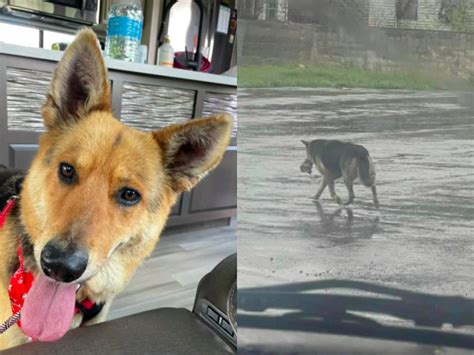 Muere Niña De 2 Años Al Comer Galleta Envenenada Que Tiraron A Su Perro