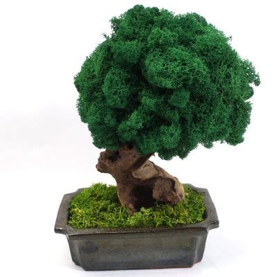 Drzewko Szcz Cia Bonsai Z Mchu Dekoracja Prezent