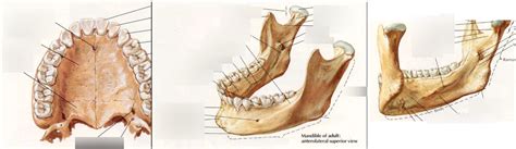 mouth bones Diagram | Quizlet