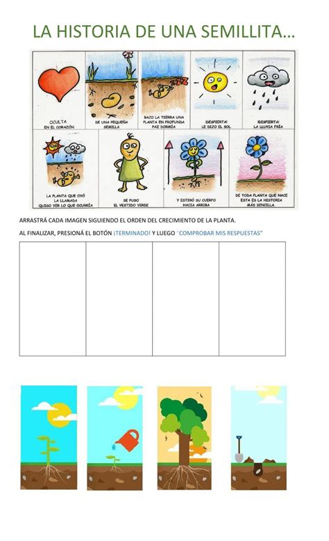 C Mo Crece Una Plantita Worksheet School Subjects Preschool Education