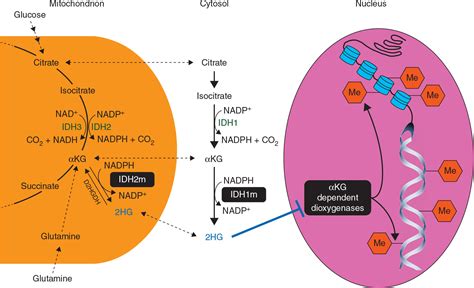 Idh Mutations In Cancer And Progress Toward Development Of Targeted