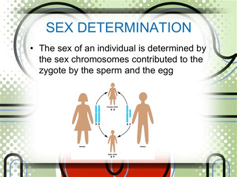 Sex Linked Inheritance