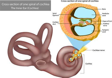 Corti-Organ - Aufbau, Funktion & Krankheiten | MedLexi.de