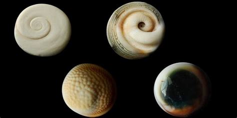 What Are Operculum And Function Of Operculum Shells In Different ...