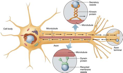 Excitable Tissue Nerve Cellular And Molecular Basis For Medical