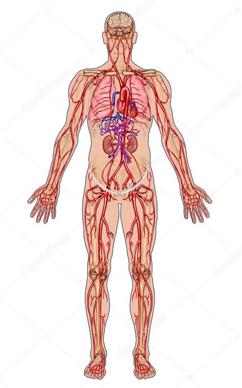 Torrente sanguíneo humano tablero didáctico de la anatomía del