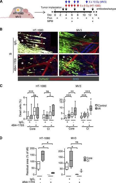 Dual Integrin Targeting Abrogates Radioresistance In The Collective