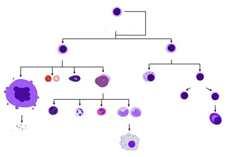 Diagram of Leukocytes | Quizlet