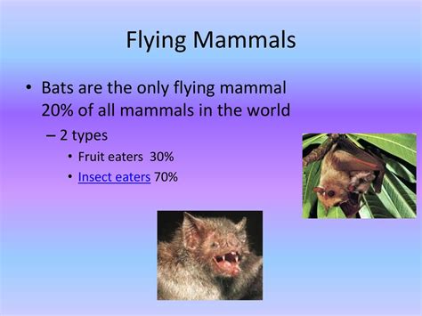 Flying Mammals List