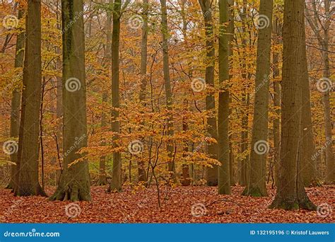 Floresta Da Faia Do Outono No Campo Flamengo Foto De Stock Imagem De