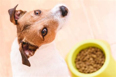 The Best Dog Food for Small Dogs | Reader's Digest