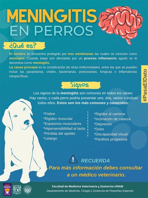 Puedes Contraer Meningitis De Un Perro