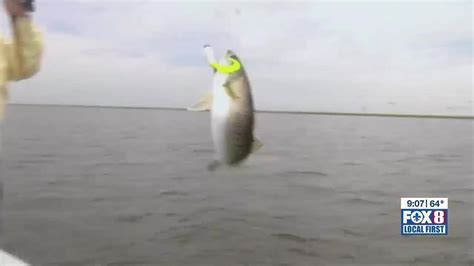 New State Regulations To Cap Speckled Trout Catch Limits Youtube