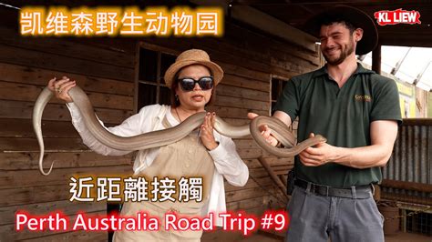 Perth Australia Road Trip 9澳大利亚 Perth 凯维森野生动物园 CAVERSHAM WILDLIFE