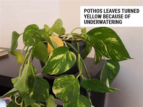 Yellow Leaves On Pothos Causes With Solutions World Of Garden Plants