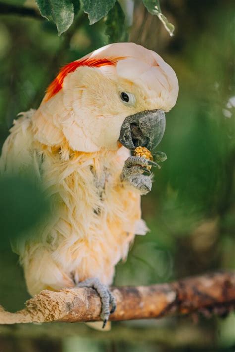 The Marvelous Moluccan Cockatoo: Everything You Need to Know ...