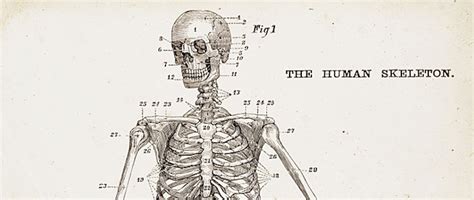 In The Diagram Which Bone Is The Short Bone - Wiring Site Resource