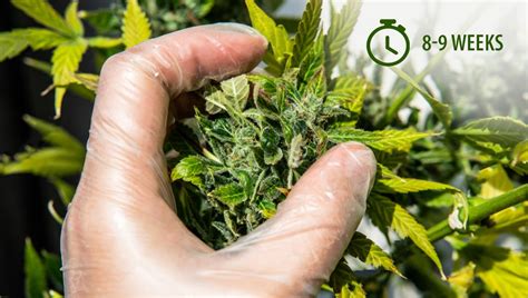 When is the Best Time to Harvest Autoflowering Cannabis? | Fast Buds