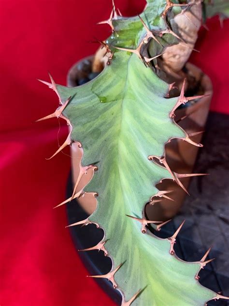 Rare African Euphorbia Buruana Variegated Big Caudex Furniture