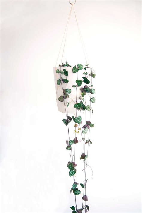 Brilliant Hanging String Of Hearts Plant Trailing Balcony Plants