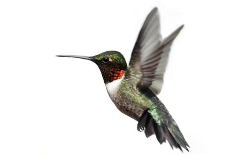 Hummingbird Wallpapers Images Photos Pictures Backgrounds