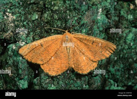 Orange Moth Angerona Prunaria Sitting On Bark Germany Stock Photo