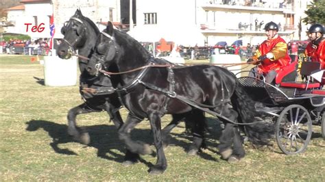 Gara Su Carrozza Sportiva Pariglia Di Cavalli Abbinata A Nomaglio