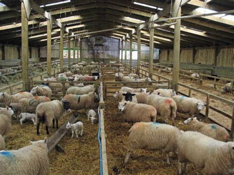 Sheep Shed Design And Construction Plan For Beginners Agri Farming