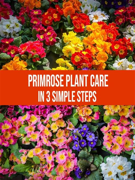 Primrose Plant Care In 3 Simple Steps