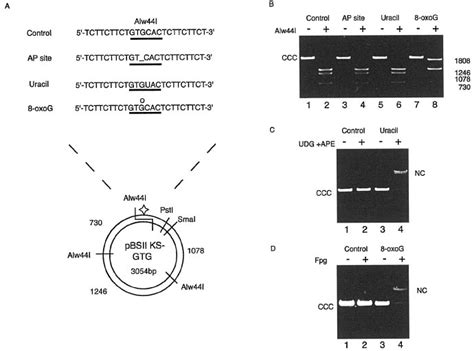 Covalently Closed Circular Duplex Dna Containing A Single Dna Base Download Scientific Diagram