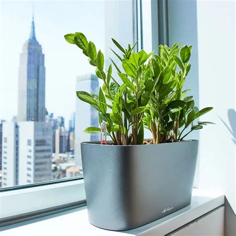 10 Best Low Light Plants For Office That Are Low Maintenance