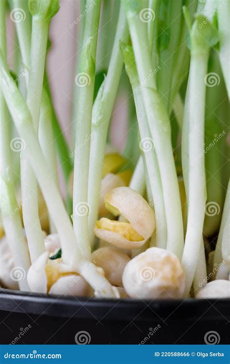 Microvegetales En Una Olla Brotan Guisantes O Frijoles En Una Olla