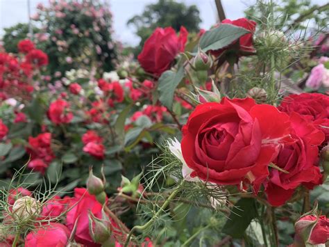 みすずめちゃん On Twitter こんちゅん😁 イマソラ 🌞 つくばで綺麗な薔薇を発見🌹 薔薇の花言葉は「美」「愛」 大切な人に贈るのに とてもいい花ちゅんよ ️ 花言葉は本数によって