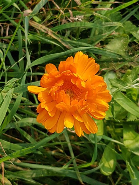 Medicinal Uses Of The Marigold Medicinal Plants Plants Herbalism