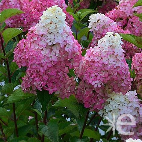 Hydrangea Paniculata Fraise Melba Ctr L