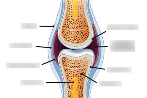 Synovial Joint Diagram Quizlet