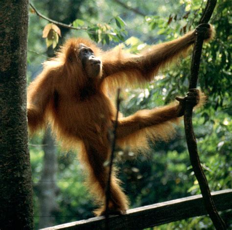 Animales En El Planeta El Orangután De Sumatra Pongo Abelii