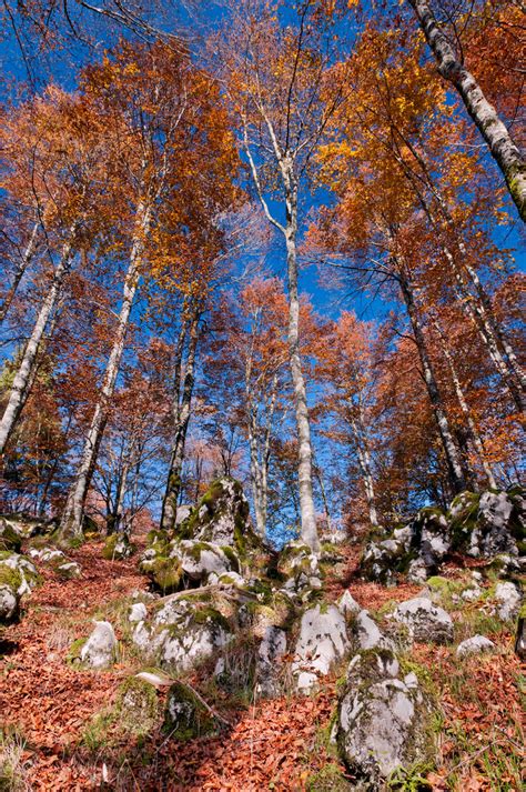 Autumn View On Black Or Press L Umberto Salvagnin Flickr