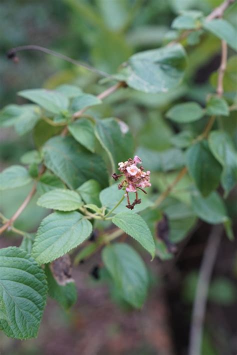 Common Lantana From Magnetic Island AU QL AU On January 18 2022 At