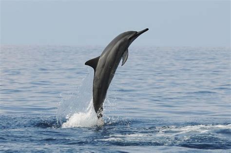 Spinner dolphin - Alchetron, The Free Social Encyclopedia