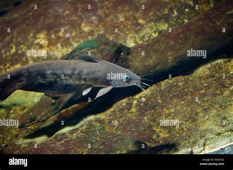 australian fresh water catfish  res stock photography  images alamy