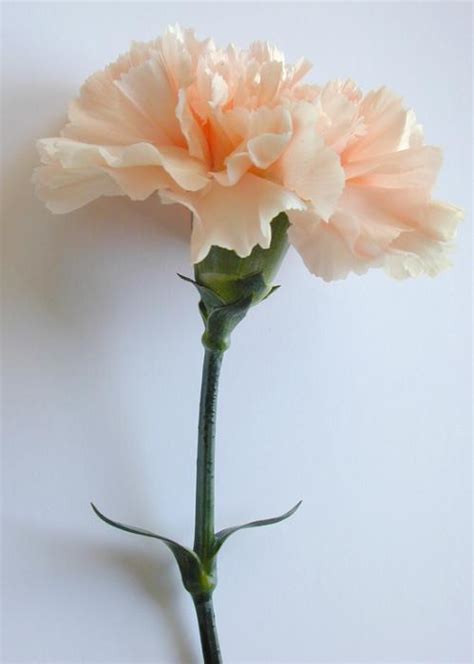 Free Image Of Single Perfect Pale Orange Carnation