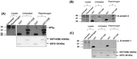 Histone 2b Facilitates Plasminogen Enhanced Endothelial Migration