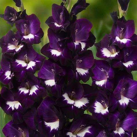 Gladiolus 'Purple Rain' - Pheasant Acre Plants