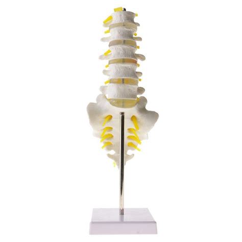 Buy Educational Model Anatomical Model For The Human Spine 5 Knots