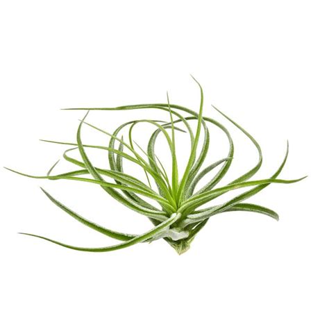 Tillandsia Stricta Aquasabi Aquarium Shop